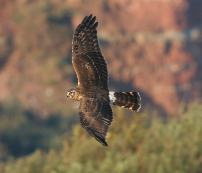 hen harrier