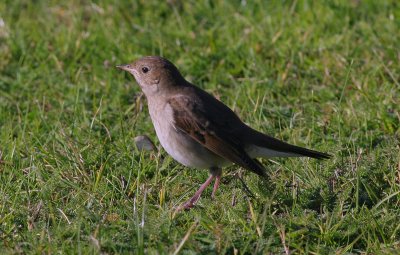 thrush nightingale