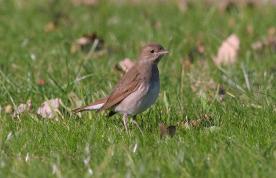 thrush nightingale