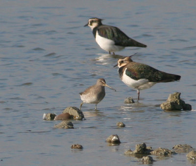 long-billed dowitcher / grote grijze snip