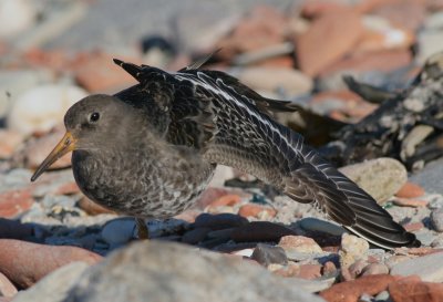 purple sandpiper