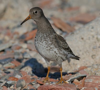 purple sandpiper