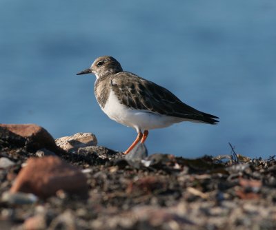 turnstone