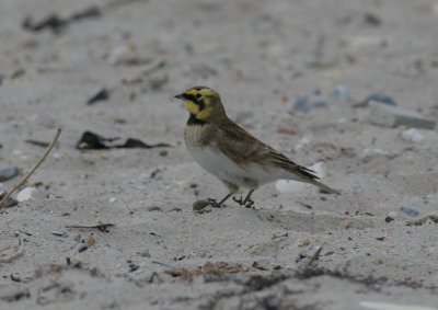 shorelark