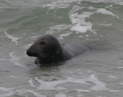 seal