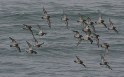 purple sandpipers