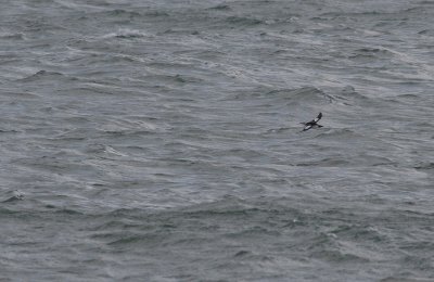 black guillemot