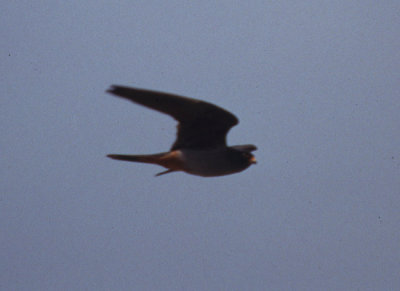 red-footed falcon / roodpootvalk, Breskens