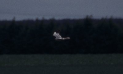 montagu's harrier / grauwe kiekendief, Flevoland