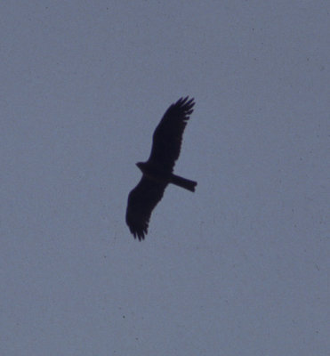 black kite / zwarte wouw, Breskens