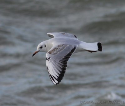 black-headed gull / kokmeeuw