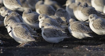 sanderling / drieteenstrandloper