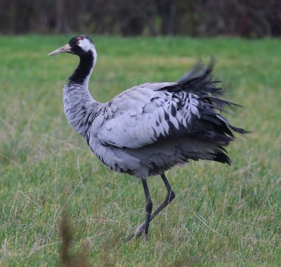 crane / kraanvogel, Westenschouwen