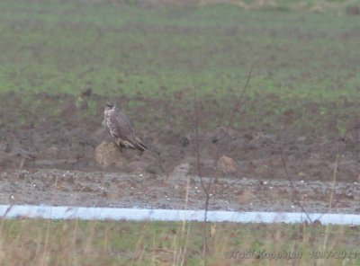 gyrfalcon / giervalk