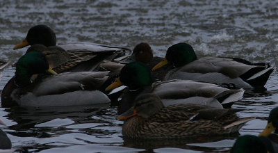 ferruginous duck / witoogeend, Krommenie 09-01-2010