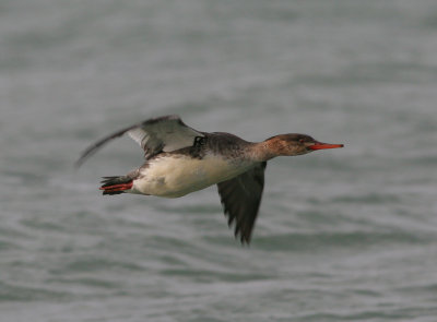 red-breasted merganser / middelste zaagbek