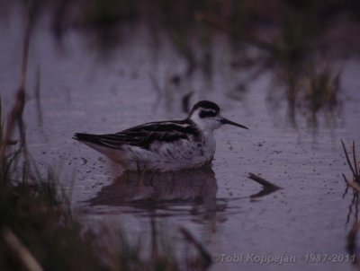 red-necked phalarope / grauwe franjepoot, nolle Vlissingen