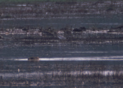 wilsons phalarope / grote franjepoot, scherpenissepolder, Tholen