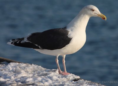 great black-backed gull / grote mantelmeeuw
