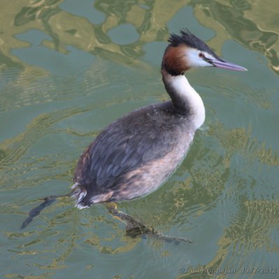 great crested grebe / fuut