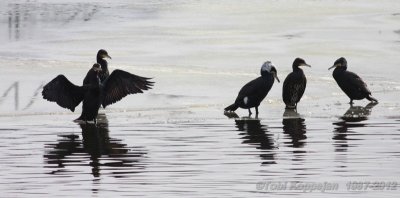 cormorant / aalscholver