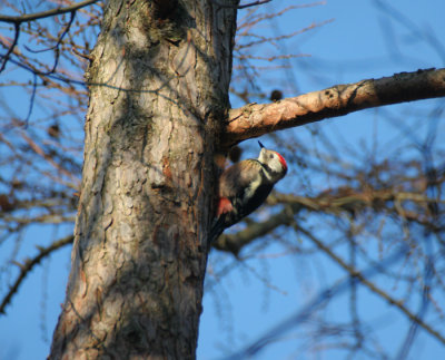 middle spotted woodpecker / middelste bonte specht