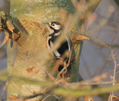 great spotted woodpecker / grote bonte specht