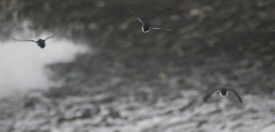 little auk / kleine alk,  brouwersdam