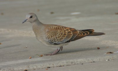 turtle dove / zomertortel, Kerkwerve