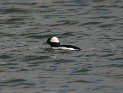 bufflehead / buffelkopeend,  Barendrecht