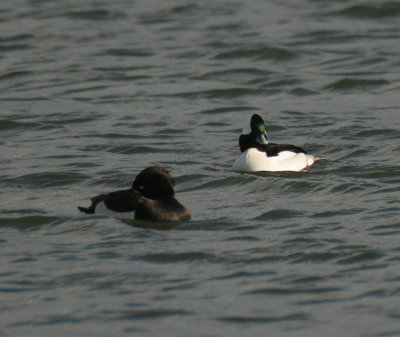 bufflehead / buffelkopeend, Barendrecht