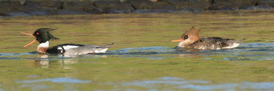 red-breasted merganser / middelste zaagbek