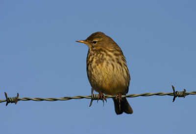 rock pipit / oeverpieper, Neeltje Jans