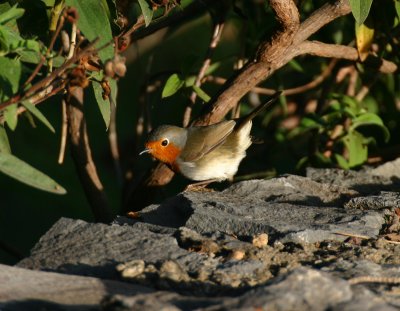 Tenerife Robin (E. r. superbus),