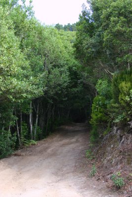 Laurels forest, entrance on Tenerife