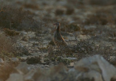 Barbary patridge