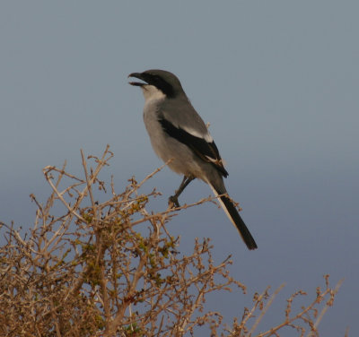 Great grey shrike (koenig subspecies)