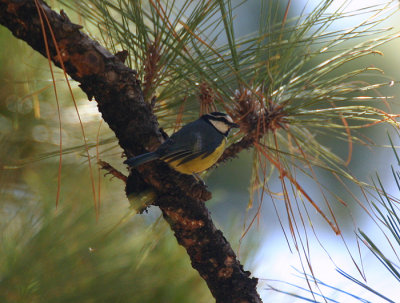 Tenerife Blue Tit