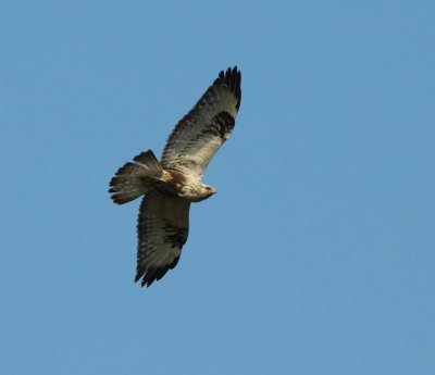 rough-legged buzzard / ruigpootbuizerd, Kamperland