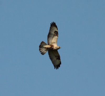 rough-legged buzzard / ruigpootbuizerd, Kamperland