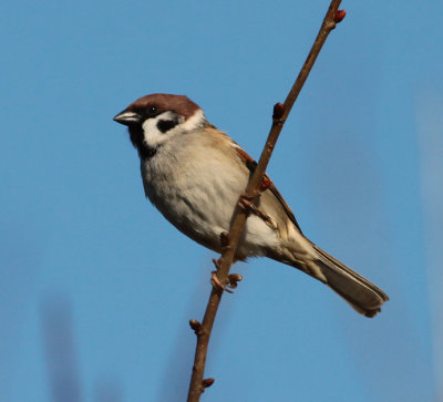 sparrows & buntings