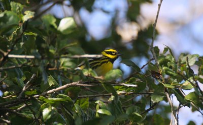 townsend warbler- dendroica townsendi