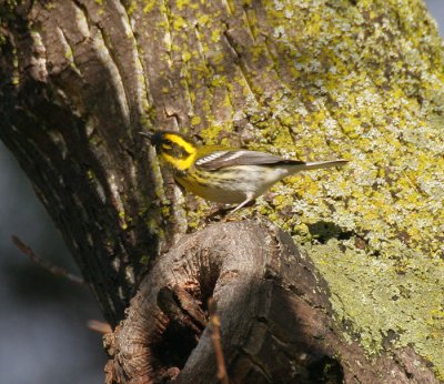 Townsend warbler -dendroica townsendi