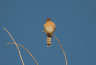 american kestrel - falco sparverius