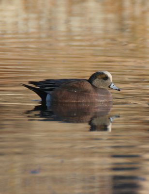 american wigeon - anas americana