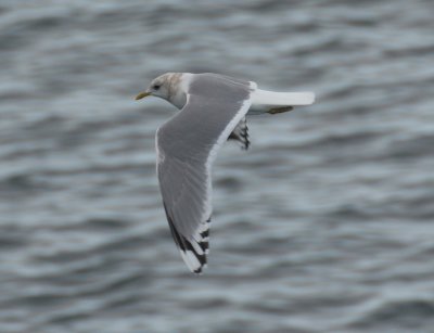mew gull - larus canus