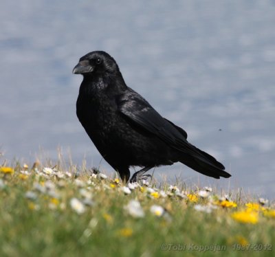 crow / zwarte kraai