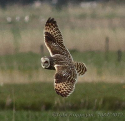 short-eared owl / velduil, St. Laurens