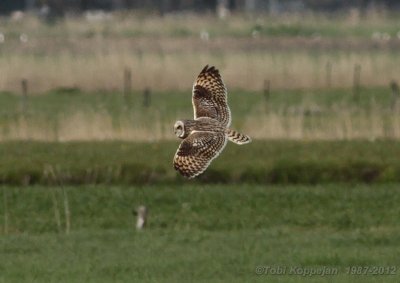 short-eared owl / velduil , St. Laurens