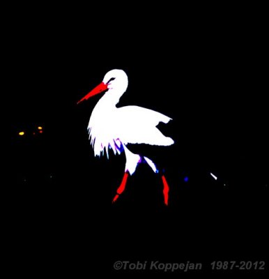 white stork / ooievaar